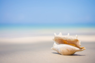 Obraz na płótnie Canvas A beach with seashell of lambis truncata on wet sand. Tropical p