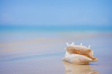 Fototapeta na wymiar A beach with seashell of lambis truncata on wet sand. Tropical p
