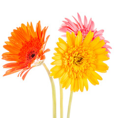 gerbera flower isolated on whitebackground