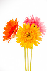 Naklejka premium gerbera flower isolated on whitebackground