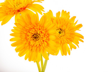 Naklejka premium gerbera flower isolated on whitebackground