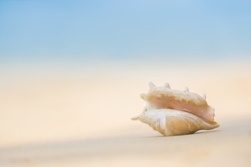 A beach with seashell of lambis truncata on the sand. Tropical p