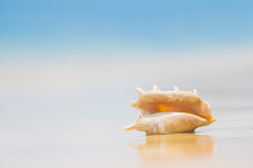 A beach with seashell of lambis truncata on the sand. Tropical p
