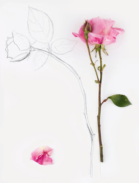 vertical image and hand drawn rose with petal on white paper