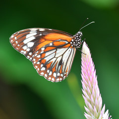 monarch butterfly