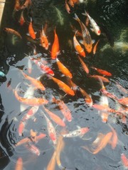  carps swimming in the pond