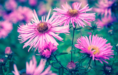 Obraz premium Violet flower