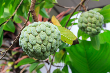 Green Annona