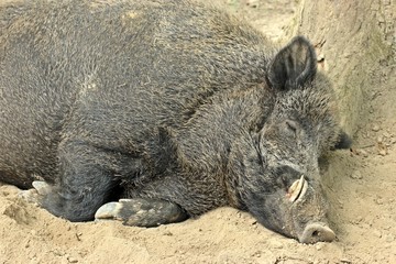 Schlafender Wildschweinkeiler