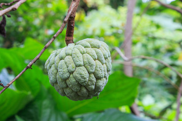 Fototapeta premium Green Annona