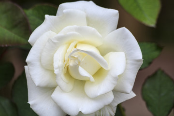 Rose Flower