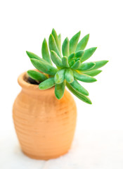 isolated succulent plant