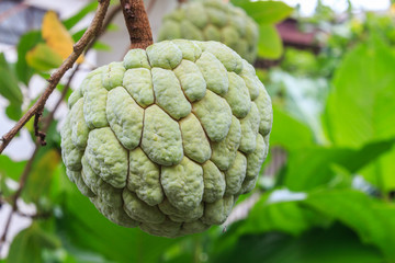 Green Annona
