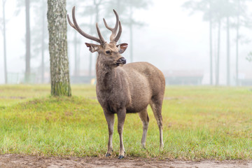 deer stag in Autumn Fall forest