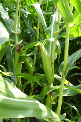 Obraz premium Maisfeld...