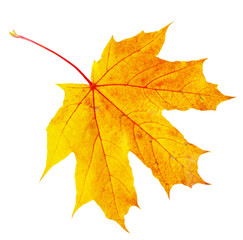 autumn maple leaf