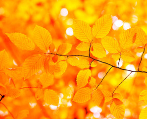 autumn leaves