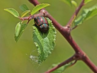 Regenbogen-Blattkäfer (Chrysolina cerealis) auf Schlehe