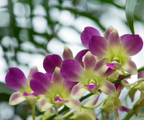  orchid