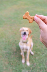 Dog Biscuit for Training