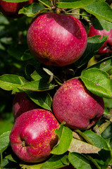 Apples 'annurca' on a tree