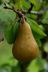 Detail of a pear tree with pears background