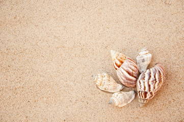 sea shells with sand