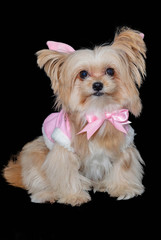 Dog in Pink Pastel Dress