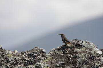 Rouge-queue noir (Phoenicurus ochruros)