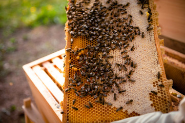 Imker untersucht Wabenrahmen mit vielen Bienen