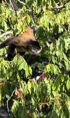 Spider Monkeys of the genus Ateles on Lake Nicaragua