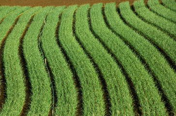 Onion Plantation