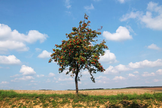 Rowan tree grows in the middle of the autumn field