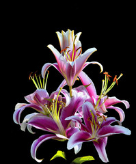 Pink lily flowers