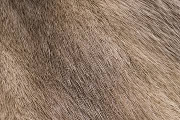 Mink fur for use as a background texture