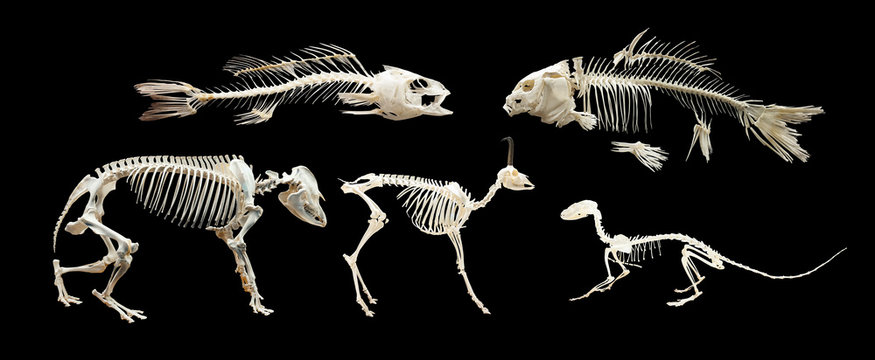 Animal Skeleton Images – Browse 91,882 Stock Photos, Vectors, and Video |  Adobe Stock