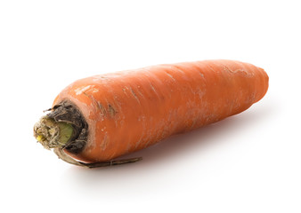 Carrot