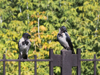 two beautiful black crow