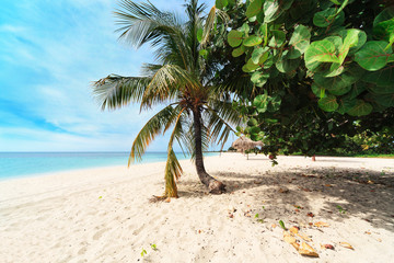 Fototapeta na wymiar a palm tree on beach
