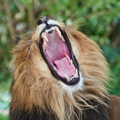 Lion (Panthera leo)
