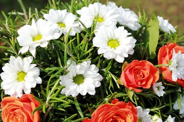 Fototapeta premium flowers