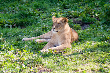 Fototapeta na wymiar Lioness resting
