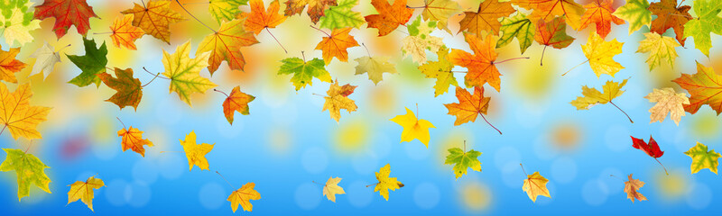 Naklejka na ściany i meble Panoramic view of autumn maple leaves falling down