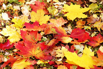abgefallene Herbstblätter