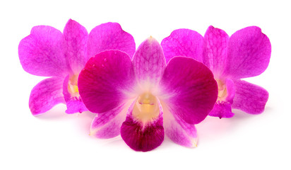 Fototapeta na wymiar Purple orchid isolated over white background