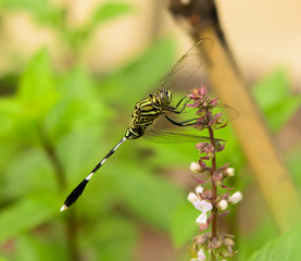 Dragonfly with beautiful wing