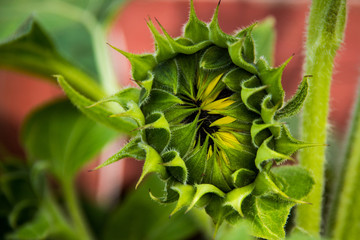 sunflower head closeup