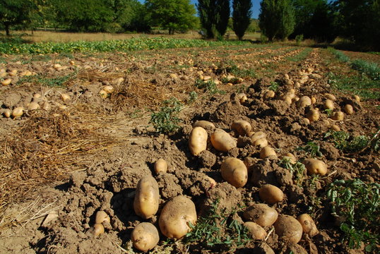 Pommes de terre
