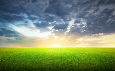 Field of green grass and sky