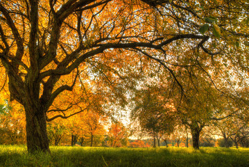 Beautiful autumn tree with fallen dry leaves